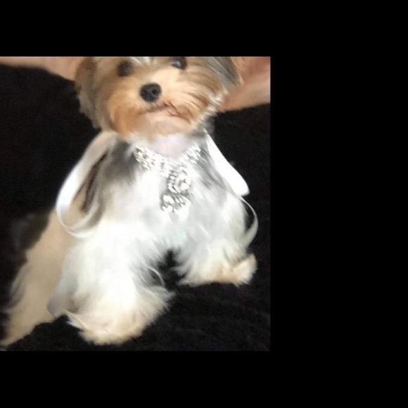 Custom made Rhinestone pet Collar - Picture 6 of 8